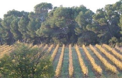 Vigne du domaine