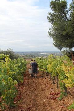 Vigneron du domaine